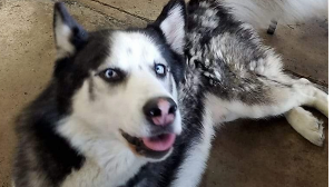 Lost Pet: Koby