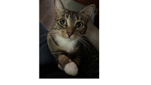 Lost Pet: MONROE