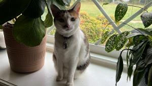 Lost Pet: Jasper