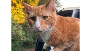 Lost Pet: Garfield