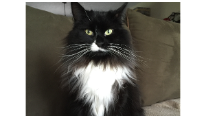 Lost Pet: Mochi