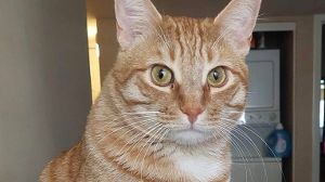 Lost Pet: Georgie