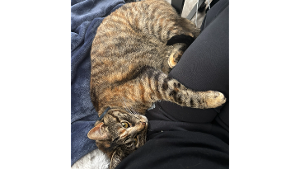 Lost Pet: Nora