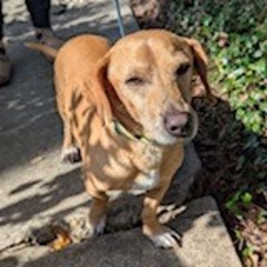 Lost Pet: Kolache Karankawa