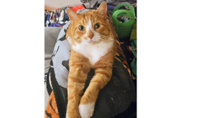 Lost Pet: Cheeto