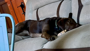 Lost Pet: Hershey