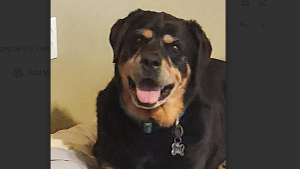 Lost Pet: Sophie