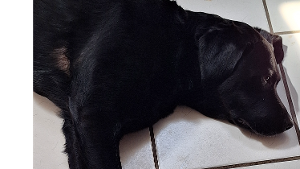 Lost Pet: Princess
