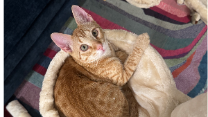Lost Pet: Mango