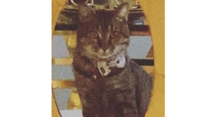 Lost Pet: Sushi