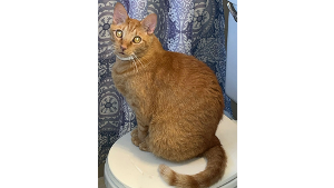 Lost Pet: Flash