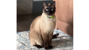 Lost Pet: Nyx
