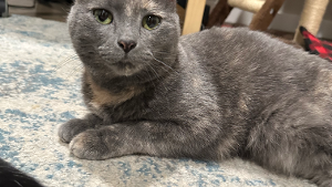 Lost Pet: Willow