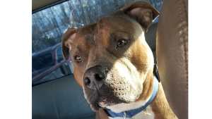 Lost Pet: BLUE