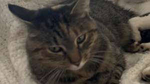 Lost Pet: Chase