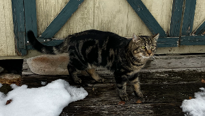 Lost Pet: Gus Gus