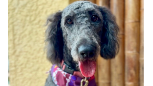 Lost Pet: MJ