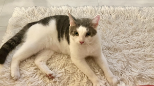 Lost Pet: Romeo