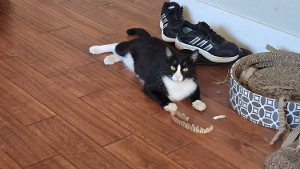 Lost Pet: Gizmo