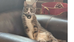 Lost Pet: Wanda