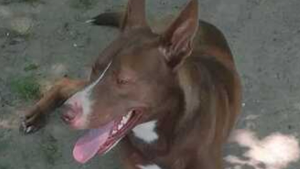 Lost Pet: Jose