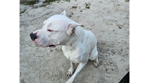 Lost Pet: Dingo