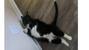 Lost Pet: Joey