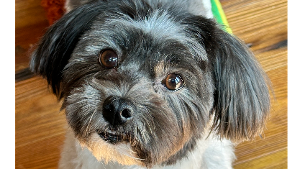 Lost Pet: Aelin