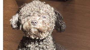 Lost Pet: Auggie