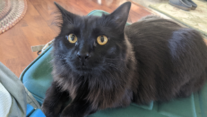 Lost Pet: Frankie