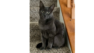 Lost Pet: Katniss