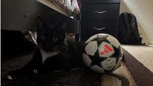 Lost Pet: Galleta