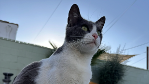 Lost Pet: Moo