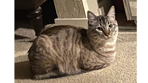 Lost Pet: Mr. Cooper