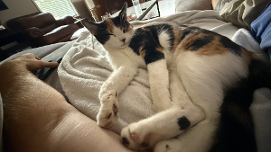 Lost Pet: Poppy