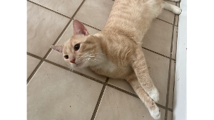 Lost Pet: Scotty wallace