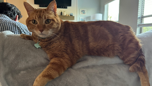 Lost Pet: Gary