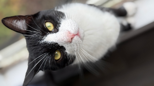 Lost Pet: Harry
