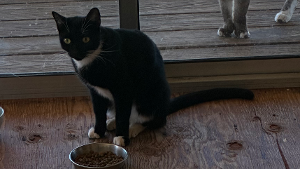 Lost Pet: Perry Ugarte
