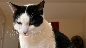 Lost Pet: Jasper