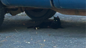 Lost Pet: Wednesday