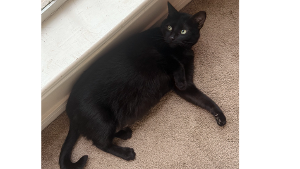 Lost Pet: Ruger
