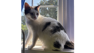 Lost Pet: Mochi
