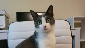 Lost Pet: Buttons
