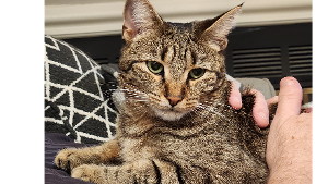 Lost Pet: Persephone