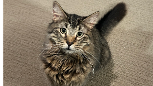 Lost Pet: Matty