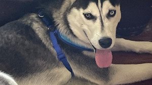 Lost Pet: Jett