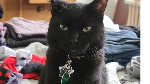 Lost Pet: Bane Godfrey