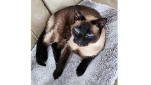 Lost Pet: Coco