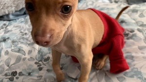 Lost Pet: Mia